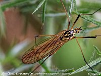 MJH_Spotted-Cranefly_OM1-60mm-nl-5st_Mest180524 v1