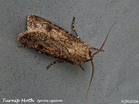 MJH_Turnip-Moth_OM1-mz60mm-nl-14st_TFGKeep180524 v1