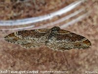 MJH_Twin-spot-Carpet_OM1-MZ60mm-nl-15stk_TBG050524 v1