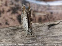 MJH_Twin-spot_OM1-MZ60mm-nl-15stk_TBGKeep050524 v1