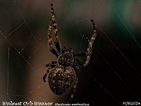 MJH_Walnut-Orb-Weaver_OM1-MZ90mm-14xTC-20stk_BGKeep040524 v1