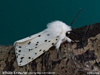 MJH_White-Ermine_OM1-mz60mm-nl-15st_TMest140524 v1