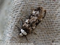 MJH_White-shouldered-House-moth_OM1-MZ60mm-nl-15stk_TBGKeep100524 v1
