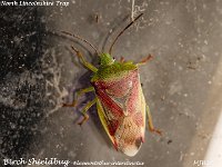 MJH_Birch Shieldbug_OM1-mz60mm-V350-Cygnustech diff_TMest270824 v1