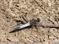 MJH_Black-tailed Skimmer_OM1-mz40150mm_Mest080724WN v1