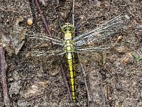 MJH_Black-tailed-Skimmer2_OM1-mz90_Mest030624