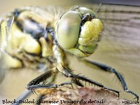 MJH_Black-tailed-Skimmer_OM1-mz90_Mest030624