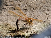 MJH_Brown Hawker_OM1-mz40150mm_Mest080724WN2 v1