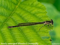 MJH_Damsell_OM1_mz60mm-nl_Mest110624 v1