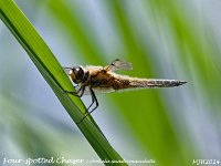MJH_Four-spotted Chaser_EM1Mk3-mz40150x14_Mest240624WN v1