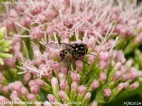 MJH_Graphomya maculata_OM1-mz60mm-V350-Cygnustech diff_Mest280824WN v1