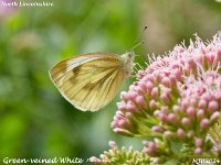 MJH_Green-veined White_OM1-mz60mm-nl_Mest030924