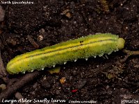 MJH_Large Alder Sawfly larva_OM1-mz60mm-V350-Cygnustech diff_Mest030924