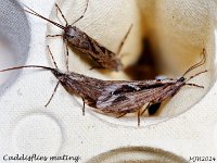 MJH_Mating Caddisflies_OM1-mz60mm-nl-15st_TMest100724WN v1
