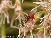 MJH_Myrmica sp_OM1-mz60mm-V350-Cygnustech diff_Mest030924WN v1