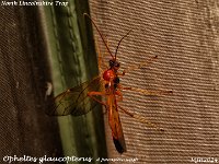 MJH_Opheltes glaucopterus_OM1-mz60mm-V350-Cygnustech diff_TMest270824WN v1