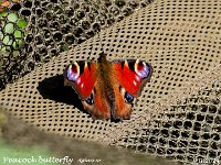 MJH_Peacock butterfly_OM1-mz300mm f4- TC14x-nl_Mest170924
