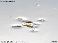 MJH_Pond Skater 1_OM1-mz300mm f4_Mest170924WN v1