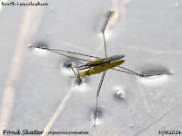 MJH_Pond Skater 2_OM1-mz300mm f4_Mest170924WN v1