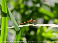 MJH_Ruddy Darter_OM1-mz40150mm_Mest080724AFFINITYWN2 v1