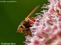 MJH_Tachina fera_OM1-mz300mm f4_Mest100924WN v1