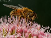 MJH_Tapered Drone Fly_OM1-mz90mm-V350-Cygnustech diff_Mest030924WN