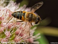 MJH_Tapered Dronefly_OM1-mz60mm-V350-Cygnustech diff_Mest260824-v1