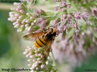 MJH_Wasp Plumehorn_OM1-mz40-150mm_Mest120824