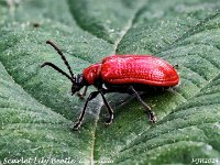 MJH1ZS retouched_AF v1