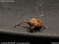 MJH_Acorn Weevil_OM1-mz60mm-V350-Cygnustech diff-7st_TMest030924