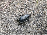 MJH_Black Snail Beetle_OM1-mz40150mm_Mest080724WN v1
