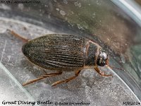 MJH_Great Diving Beetle_OM1-mz60mm-nl_TMest060824