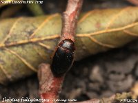 MJH_Ilybius fuliginosus_OM1-mc60mm-V350-Cygnustek diff-6st_TMest260824WN v1