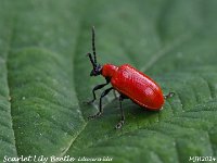 MJH_Scarlet-Lily-Beetle_OM1-mz90mm-nl v1