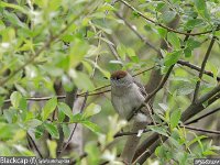 MJH_Blackcap-f_OM1_Chest220424M v1