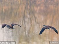 MJH_Canada_Geese_OM1-300f4 v1