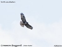MJH_Common Buzzard_OM1-mz300mm f4 2xTC_Mest170924WN v1