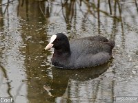 MJH_Coot_OM1-300f4 v1