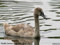 MJH_Cygnet_OM1-mz300mmf4+TC14_Mest030924WN v1