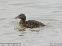 MJH_Eider_female_OM1-300f4_Ulv280224 v1