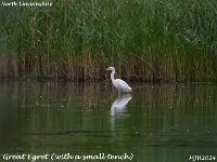 MJH_Great Egret_OM1-mz300mm-TC1.4_Mest040924