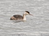 MJH_Grebe_f_OM1-300f4-14TC_Notts120324 v1 (1)