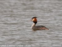 MJH_Grebe_m_OM1-300f4-14TC_Notts120324 v1