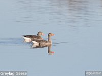 MJH_Greylag_Geese_OM1-300f4 v1