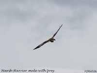 MJH_Marsh-Harrier v1