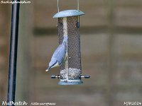 MJH_Nuthatch2_OM1-mz300mm f4_Ks270724