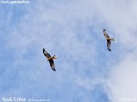 MJH_Red Kites_OM1-mz300mm f4_Ks270724