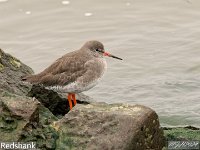 MJH_Redshank_OM1-300f4_Ulv280224 v1