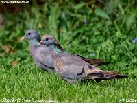 MJH_Stock Doves_OM1-mz300mm f4_Ks260724