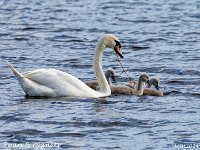 MJH_Swan-cygnets_OM1-mz300_M0524jpg